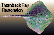 Marine Biology — Thornback Ray Project